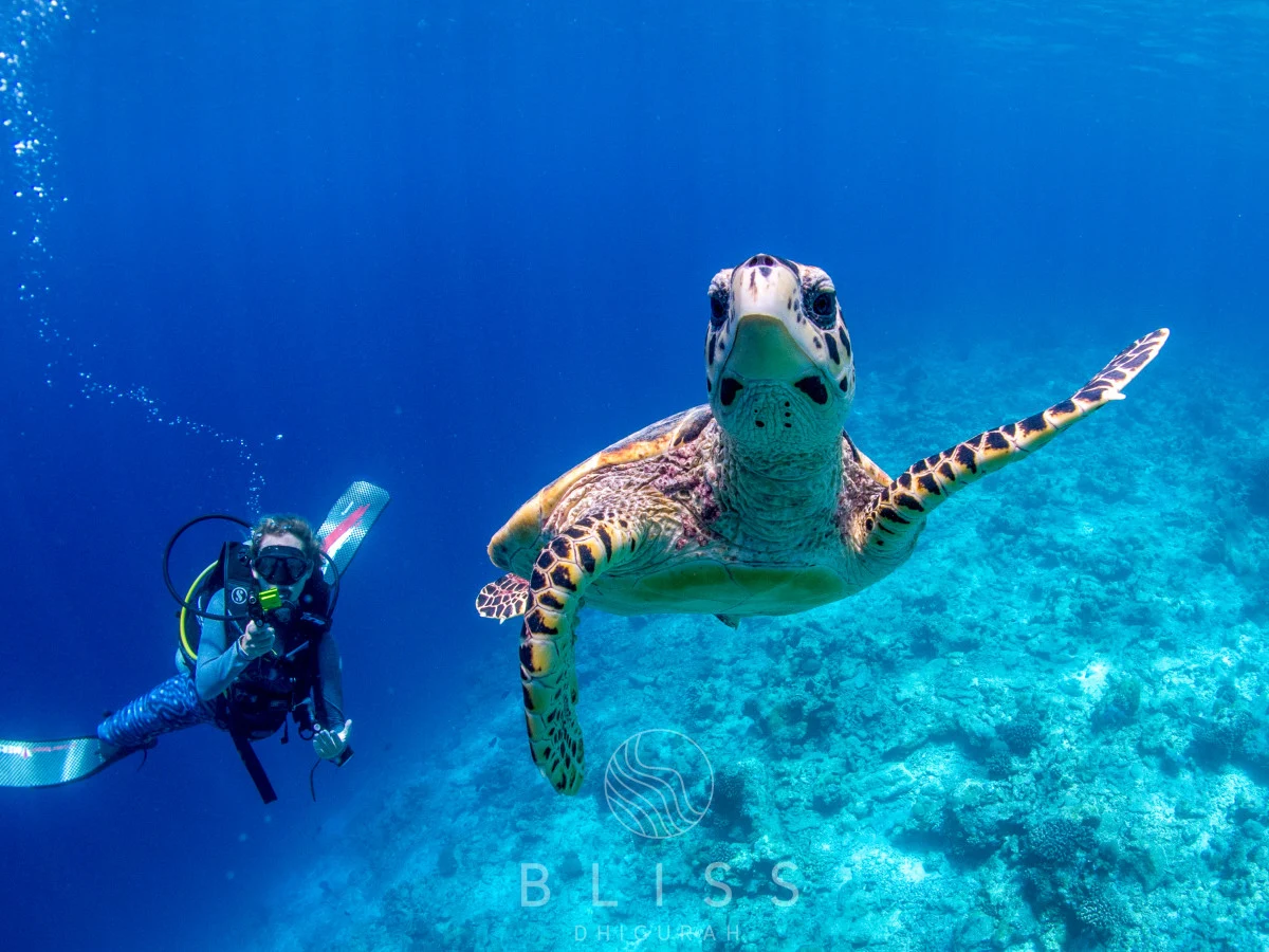 A turtle and scuba diver photographed by Bliss Dhigurah